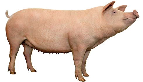 PS gilts: Expor YL